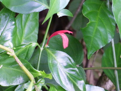Justicia brasiliana