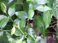 Justicia brasiliana