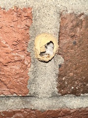 Apoidea