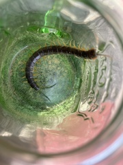 Scolopendra viridis