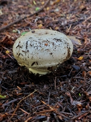 Agaricus