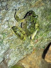 Serranobatrachus carmelitae