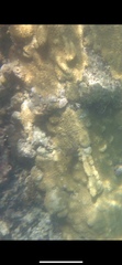 Palythoa caribaeorum