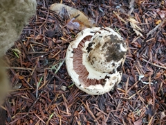 Agaricus