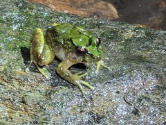 Serranobatrachus carmelitae