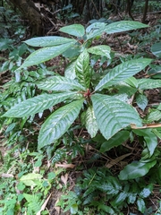 Saurauia tristyla