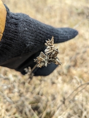 Cichorium intybus intybus