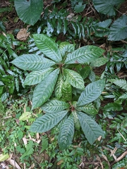 Saurauia tristyla