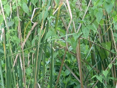 Acrocephalus bistrigiceps