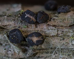 Tryblidiopsis magnesii