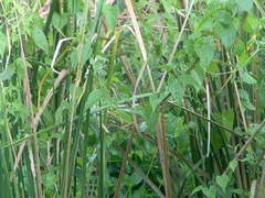 Acrocephalus bistrigiceps