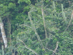 Cereus hildmannianus