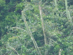 Cereus hildmannianus