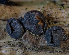 Tryblidiopsis magnesii