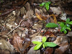 Marasmius haematocephalus