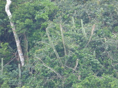 Cereus hildmannianus