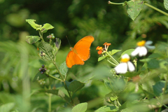 Dryas iulia moderata