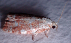 Archips semiferanus