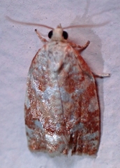 Archips semiferanus