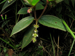 Miconia dependens