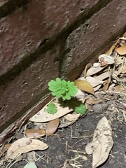Lamium