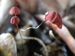 Marasmius haematocephalus
