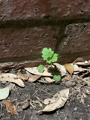 Lamium