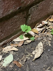 Lamium