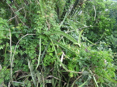 Selenicereus setaceus