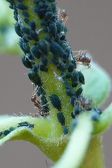 Aphis gossypii