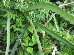 Selenicereus setaceus