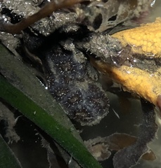 Botryllus