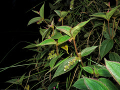 Miconia dependens