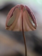 Marasmius haematocephalus