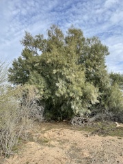 Tamarix aphylla