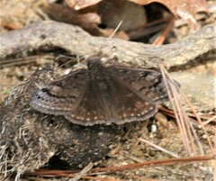 Erynnis brizo