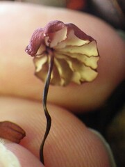 Marasmius haematocephalus