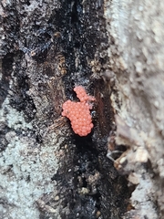 Tubifera