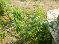 Rumex salicifolius