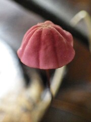 Marasmius haematocephalus
