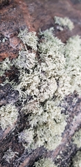 Ramalina intermedia