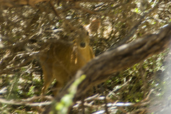 Axis porcinus