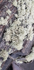 Ramalina intermedia