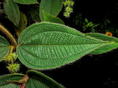 Miconia dependens