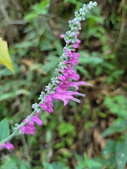 Salvia iodantha