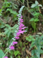 Salvia iodantha