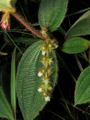 Miconia dependens