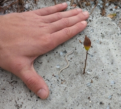 Plestiodon reynoldsi