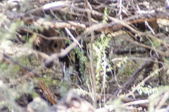 Axis porcinus