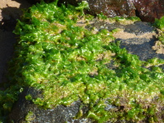 Ulva